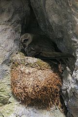Black Swift